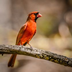 Hidden Pond Nature Center - Cardinal