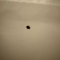 1863 Inn Of Gettysburg - Bedbug