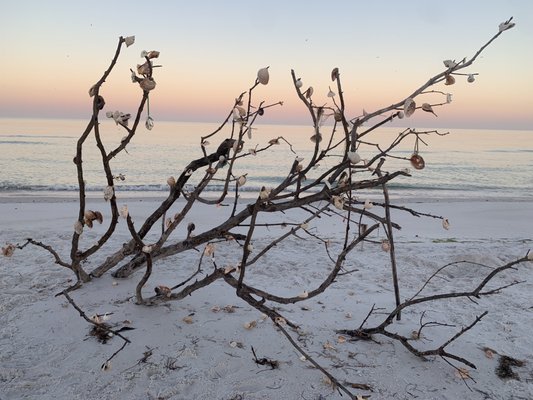 Caladesi Island State Park by null