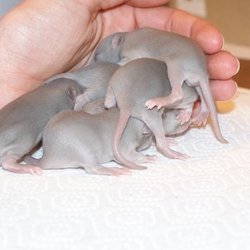Dierenkliniek Lunetten