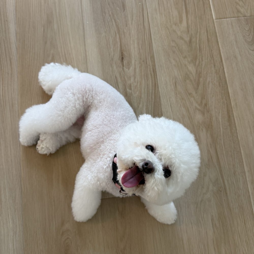 Fur Oak Professional Pet Grooming - Pet Groomers Near Me - Austin, Texas Fur Oak Professional Pet Grooming - Pet Groomers Near Me - Austin, Texas