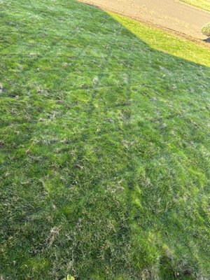 Cross Hatch Cut. - The cross hatch technique leads to cleaner more even cuts! Send us details and we will give you a good price on getting your lawn taken care of.