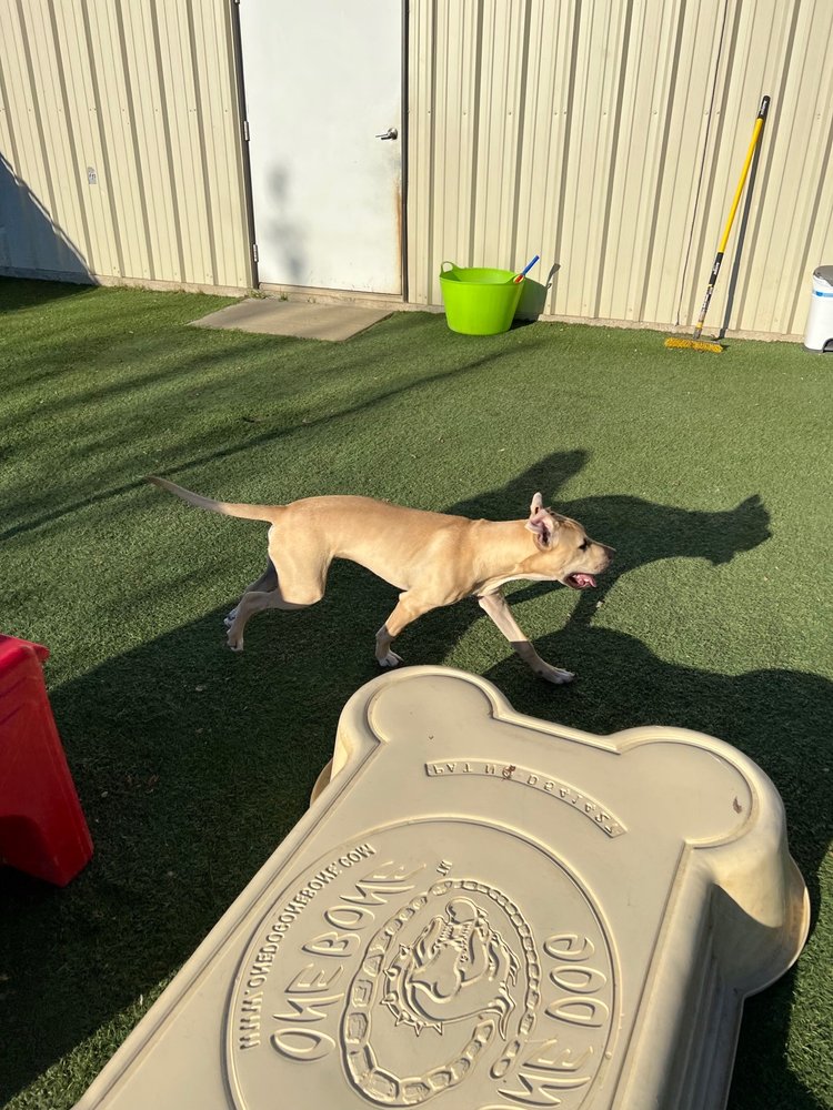 The Dog House Image