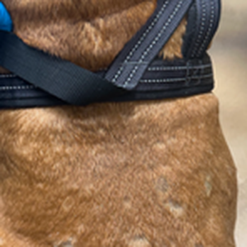 The Med Spaw - Before photo- those poor spots - Veterinarians Near Me - Las Vegas, Nevada