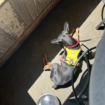 The Corner Drafthouse - Dog friendly. What a great place for our furry friends. - Gastropubs Near Me - San Diego, California The Corner Drafthouse - Dog friendly. What a great place for our furry friends. - Gastropubs Near Me - San Diego, California