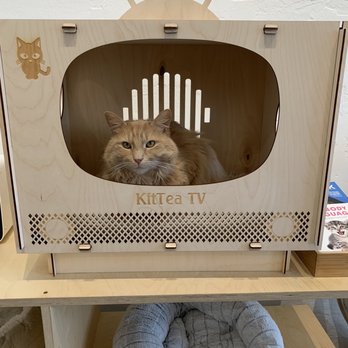 KitTea - Pet Adoption Near Me - San Francisco, California