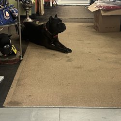Vintiques Artisan Market - Super sweet gentle resident FURiend.
