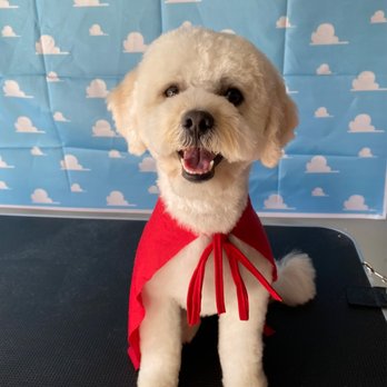 Marvelpup - Pet Groomers Near Me