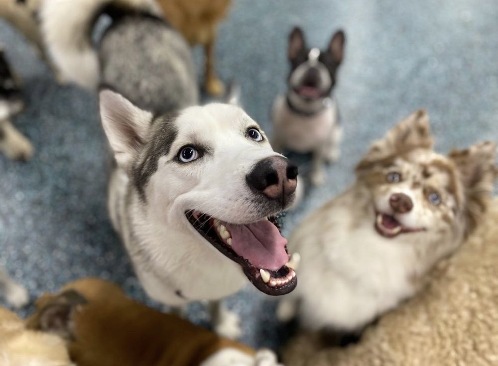 NYC PET SERVICES Updated August 2024 249 Photos & 125 Reviews 31