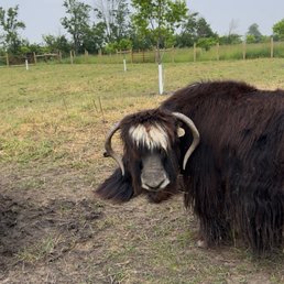 Yak Yak