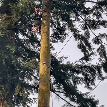 Cedar Slope Property Services - 150ft+ fir tree removal next to power lines - Tree Services Near Me Cedar Slope Property Services - 150ft+ fir tree removal next to power lines - Tree Services Near Me