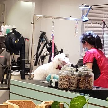 Sung's Grooming Studio - He looks so happy and no other noises or animals around to scare him - Pet Groomers Near Me - Studio City, California Sung's Grooming Studio - He looks so happy and no other noises or animals around to scare him - Pet Groomers Near Me - Studio City, California