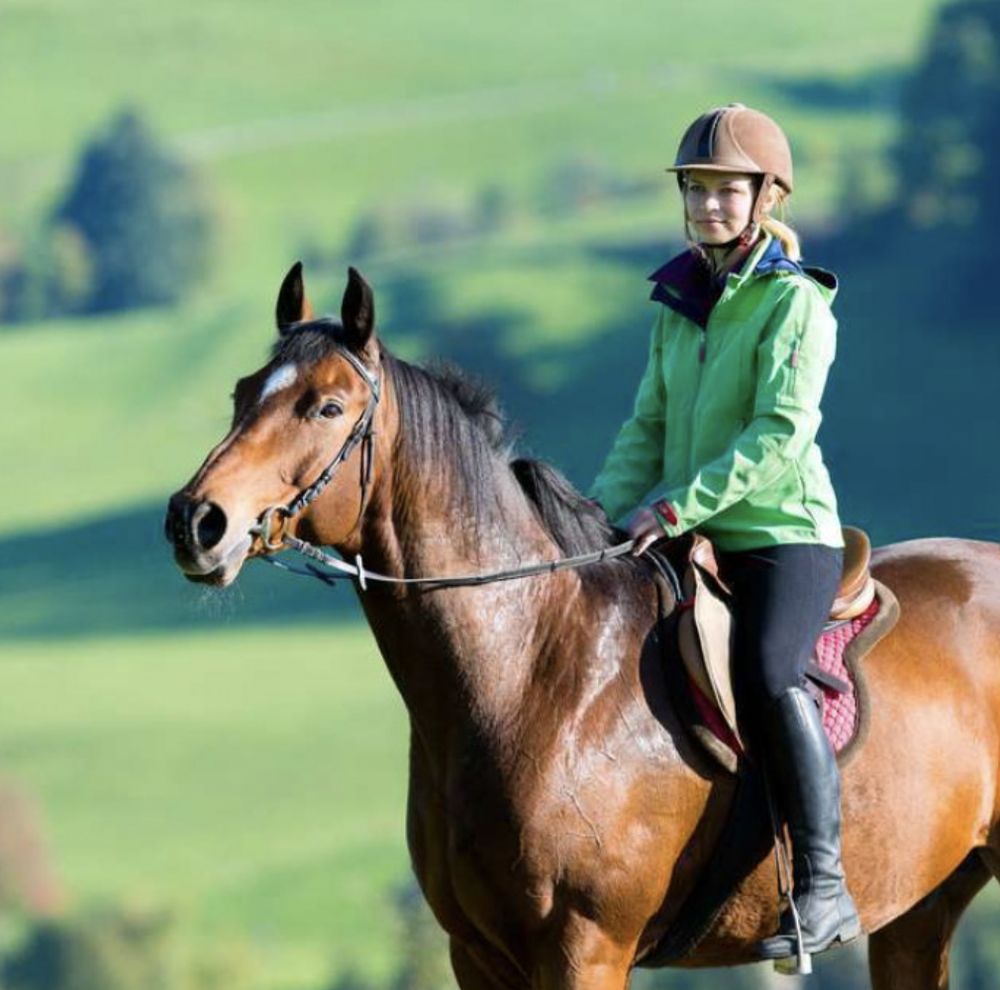 Equine Trailering & Services - equestrian in Akron, OH