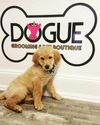 Dogue Grooming & Pet Boutique by null