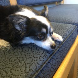 Gast Garry G DDS - Shop dog!! Abby