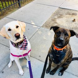 Boston Dog Butlers - Group walks with buddies!