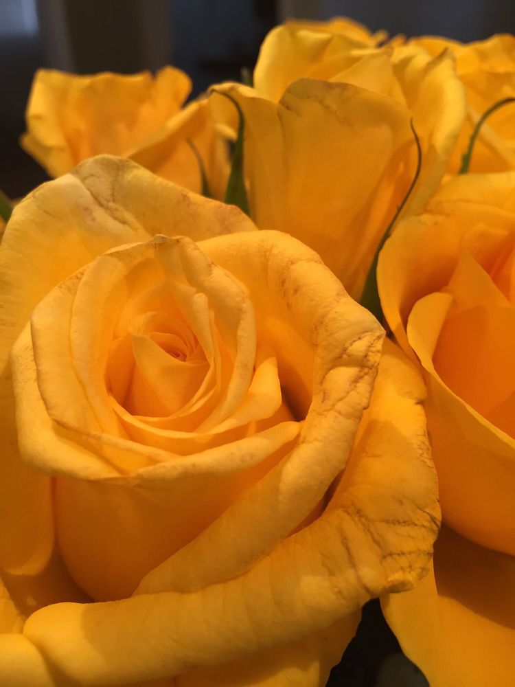 EVERGREEN FLORAL 28165 Hwy 74, Evergreen, Colorado Florists Phone