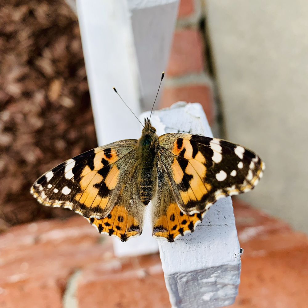 THE LITTLE PLUM DAYCARE 164 Photos California Child