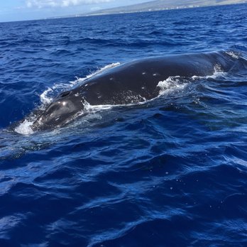 Makai Adventures - Boat Charters Near Me - Lahaina, Hawaii Makai Adventures - Boat Charters Near Me - Lahaina, Hawaii