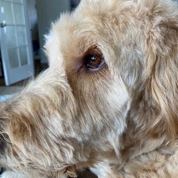 Paws 2 Groom - Pet Groomers Near Me - Longmont, Colorado Paws 2 Groom - Pet Groomers Near Me - Longmont, Colorado