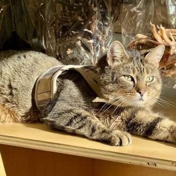 Farm N Sea Pets - Our resident kitty, Fennec, enjoys basking in our sunny window! - Pet Stores Near Me - Philadelphia, Pennsylvania Farm N Sea Pets - Our resident kitty, Fennec, enjoys basking in our sunny window! - Pet Stores Near Me - Philadelphia, Pennsylvania