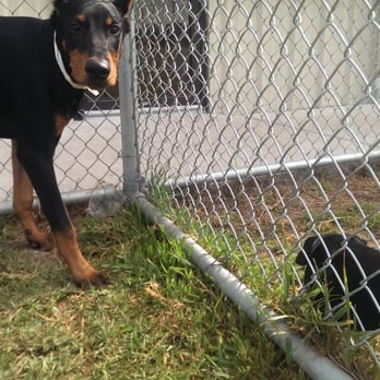 Dog's Day Inn Pet Resort - Pet Training Near Me - Katy, Texas
