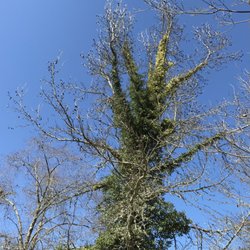 Siskiyou Tree Experts - Ivy infested Liquid Amber tree--BEFORE