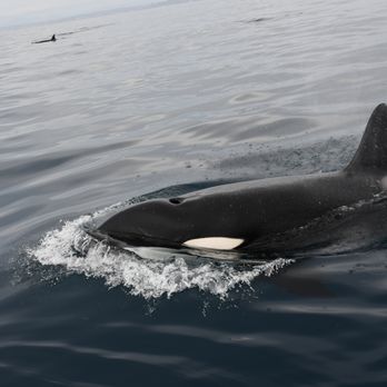 Gone Whale Watching - Whale Watching Tours Near Me - San Diego, California