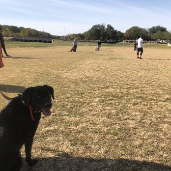 K911! - Graduation day! Here's all of my "aggressive" classmates- we all just went on a walk and hung out a few feet from each other! - Pet Training Near Me