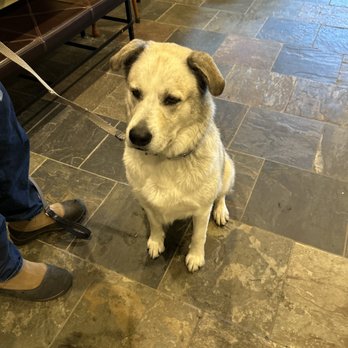 The Laundromutt - Boomer, sweet sweet boy! - Pet Groomers Near Me - Ketchum, Idaho The Laundromutt - Boomer, sweet sweet boy! - Pet Groomers Near Me - Ketchum, Idaho