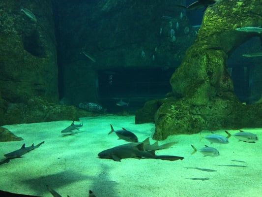 Biarritz Aquarium by null