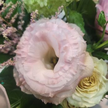 Hydrangea Flowers & Events - Ranuculus - Florists Near Me - West Palm Beach, Florida Hydrangea Flowers & Events - Ranuculus - Florists Near Me - West Palm Beach, Florida