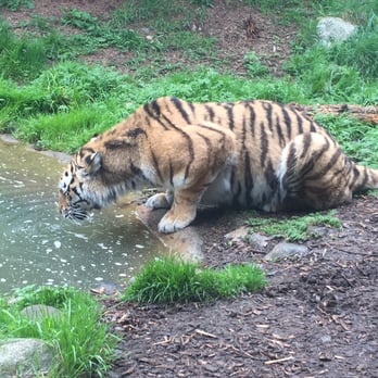 Dublin Zoo - Zoos Near Me - Dublin, D Dublin Zoo - Zoos Near Me - Dublin, D
