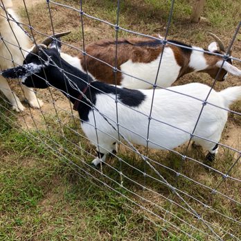 Fainting Goat Vineyards - Wineries Near Me - Jasper, Georgia