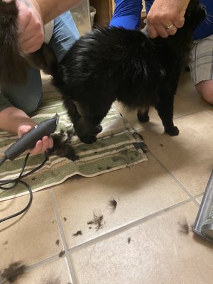 carolyn's cat grooming