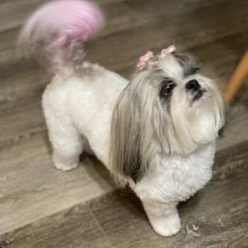 Oops Pet - My baby with her pink tail - Pet Groomers Near Me - Irvine, California Oops Pet - My baby with her pink tail - Pet Groomers Near Me - Irvine, California