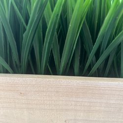 Art Dept Studios - Grass