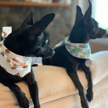 Muddy Paws - Peanut and Luna. - Pet Groomers Near Me - Pace, Florida Muddy Paws - Peanut and Luna. - Pet Groomers Near Me - Pace, Florida