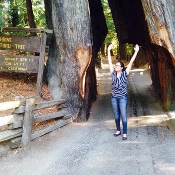 Shrine Drive Thru Tree - Landmarks & Historical Buildings Near Me - Meyers Flat, California Shrine Drive Thru Tree - Landmarks & Historical Buildings Near Me - Meyers Flat, California