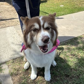 Alljoy 4 Paws - Community Service/Non-Profit Near Me