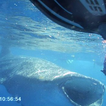 Carey Dive Center - Whale shark swimming towards my friend. - Scuba Diving Near Me - Isla Mujeres, ROO