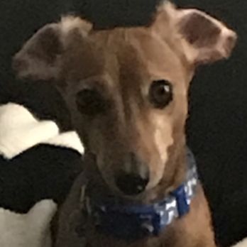Doggie Day Spa - Pet Groomers Near Me - Copperas Cove, Texas