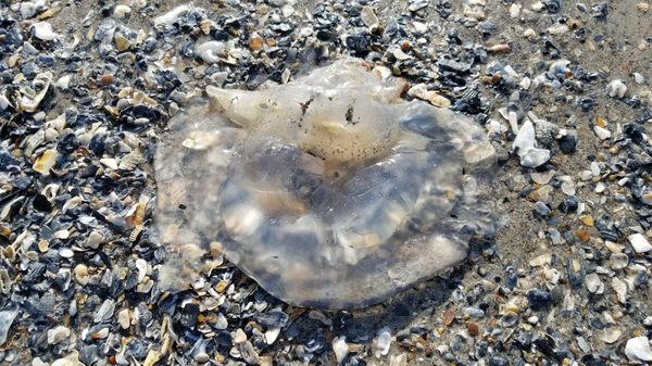 Edisto Beach State Park by null