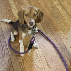 Almost Home Animal Rescue League - Skeeter