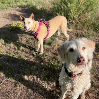 We Love Dogs - Pet Training Near Me - Denver, Colorado We Love Dogs - Pet Training Near Me - Denver, Colorado