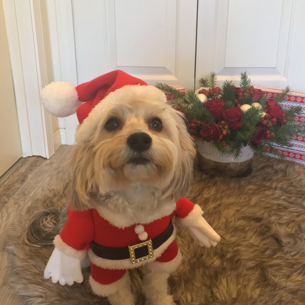 Thank you Pets R Us for the fresh cut and bath. Happy holidays to Arthur and Hasmik who are always patient with my fur baby Leo Thank you Pets R Us for the fresh cut and bath. Happy holidays to Arthur and Hasmik who are always patient with my fur baby Leo