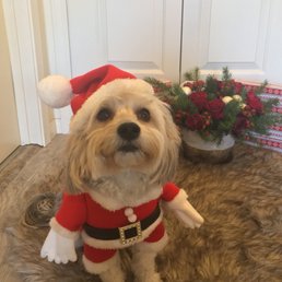 Thank you Pets R Us for the fresh cut and bath. Happy holidays to Arthur and Hasmik who are always patient with my fur baby Leo