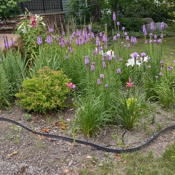 Brent And Becky's - Kent & Casa Blanca Lilies - Gardeners Near Me - Gloucester, Virginia