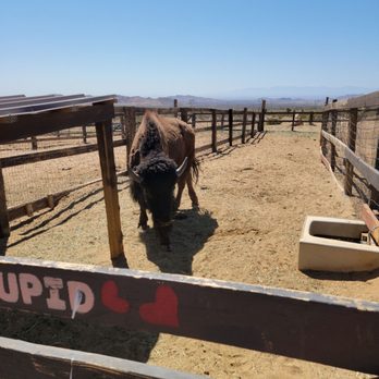 Windswept Ranch - Petting Zoos Near Me - Rosamond, California