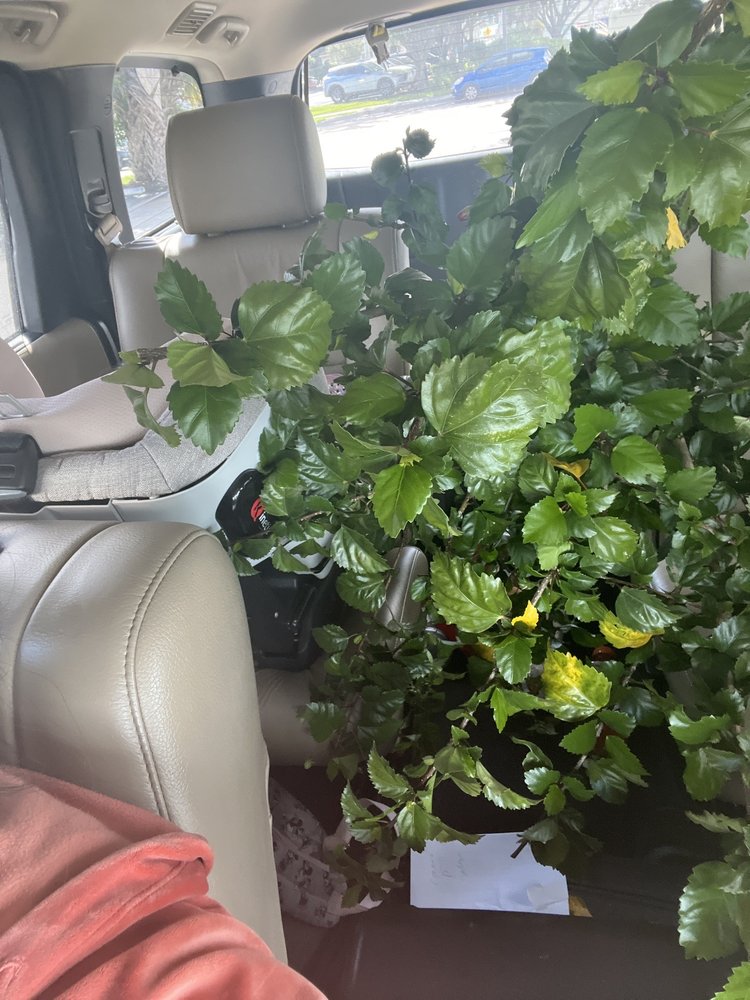 LYCHEE TREE NURSERY Updated September 2024 3151 S Kanner Hwy